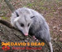 David's Dead Possum Removal Hobart image 4